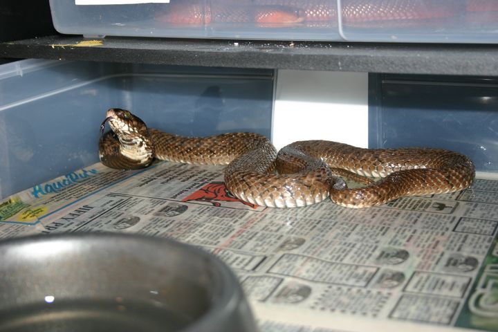 Large Female Rinkhals